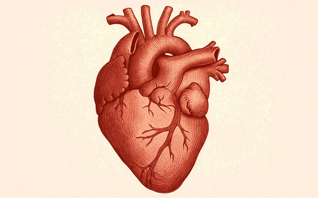 proč slyším tlukot srdce v uchu 6