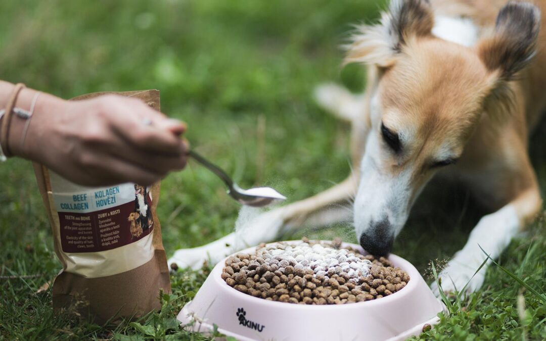Co by Měla Obsahovat Kloubní Výživa Pro Psy?